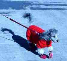 Amore in her dust booties