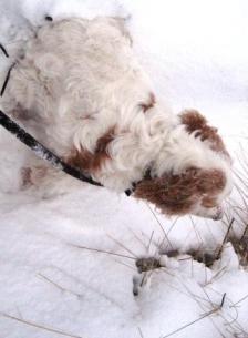 THIS is snow - corrected