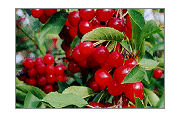 King Orchards Cherries