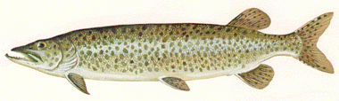 Muskellunge indeed - DNR