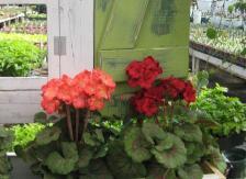 Pine Hill gets ready to open