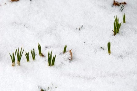 Teeny tiny signs of spring - Babs Young