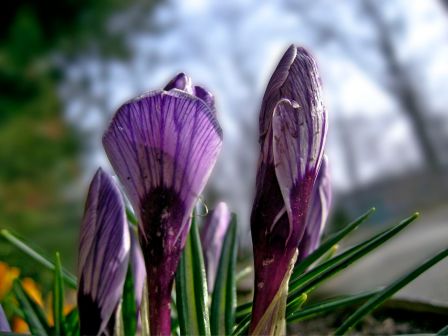 Purple Crocus Majesty