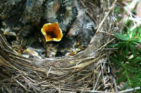 Rockin\' Robin by Katy Newman
