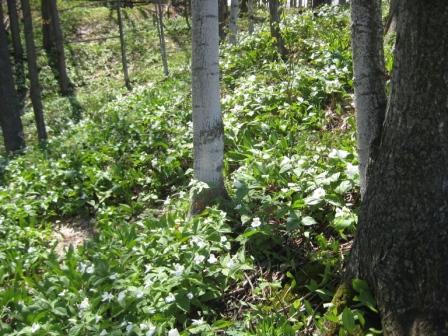 Trilliums on Morrow Hill