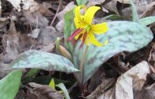 Trout Lily