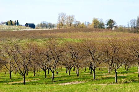 Cherry Orchards along Elk Lake Road