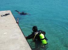 Looking for guns in Torch Lake