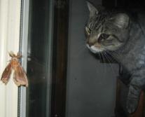 Miss Puss Meets Mr. Moth
