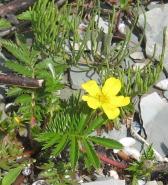 Silverleaf on the beach