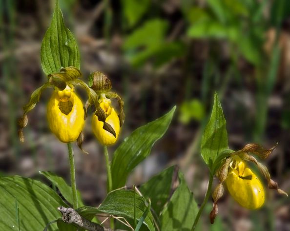 Ladyslippers
