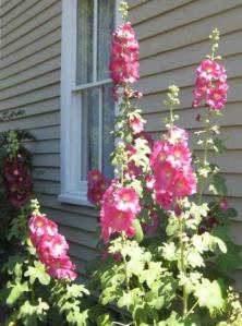 Hollyhocks at the Wilkinson Homestead