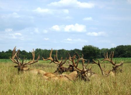 Committee of Elk