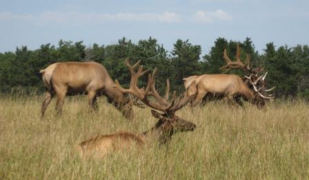 Elk grazing at Conant's