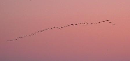 Geese practicing