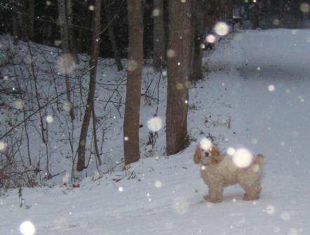 The Cowboy pretending to be a poodle