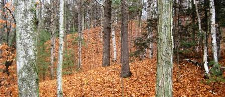 Drumlins in November