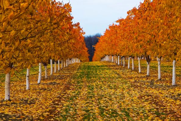 Cherry orchard in late autumn