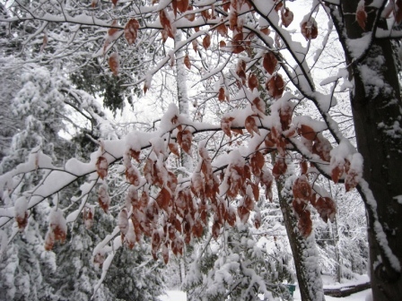 Beech leaves hang on