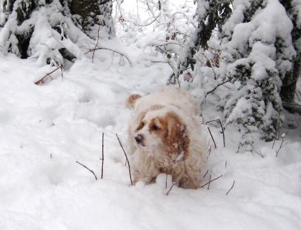 The Cowboy accumulating snowballs