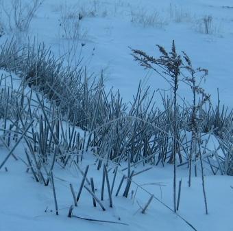 Blue shadows on a frosty dawn