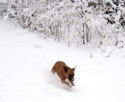Mss Sadie loves snow