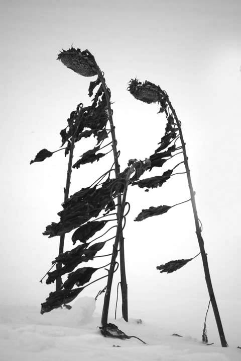 The Sunflower People