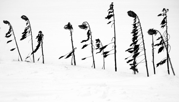 Winter Trek of the Sunflower People