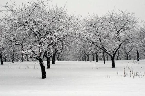Snowy orchard Snowy orchard