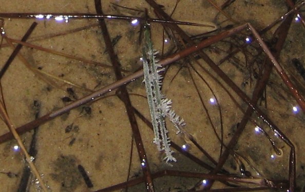 Beach pool with frosted stubble