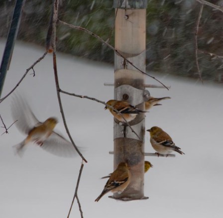 Finches in January Finches in January