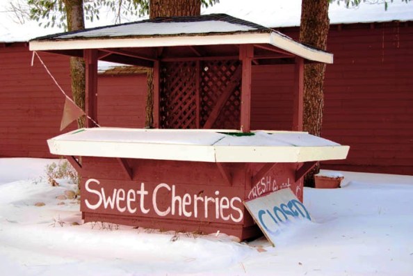 Kamp's cherry stand in snow - Katherine Berst