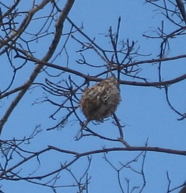 The Amazing Nest 