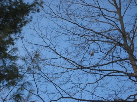 The Amazing Nest in context