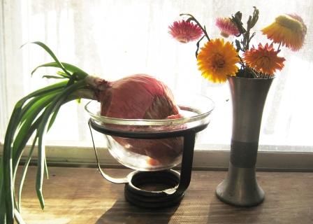 Onions and strawflowers