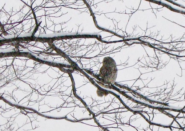 A snowy owl kept an eye on us.