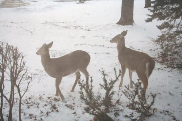 Suburban Deer