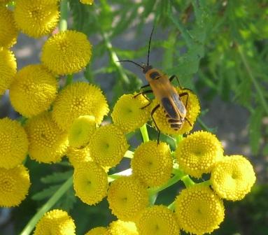 Beetle on tansy