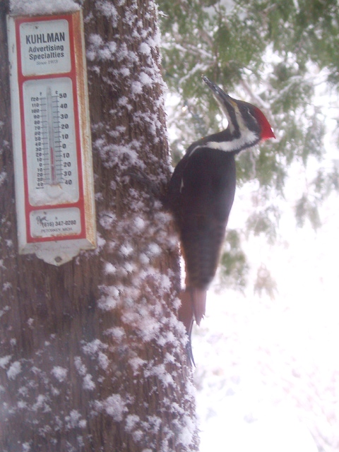 Woody the Pileated Woodpecker Woody the Pileated Woodpecker