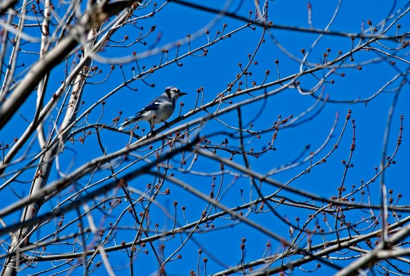 Bluejay in budding maple