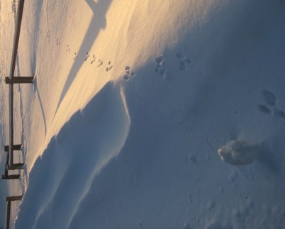 Cottontail tracks at evening