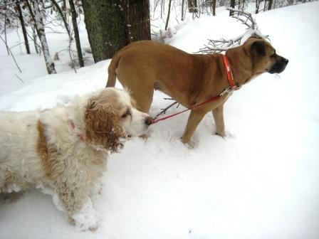 Scruffy Cowboy and Tidy Miss Sadie