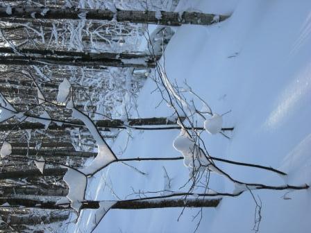 Morning in the woods