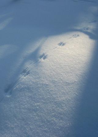 Mouse tracks
