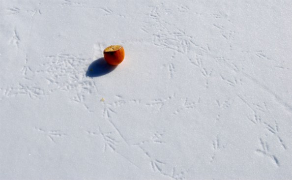 Orange Orange