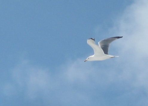 Gull at Richardi Park