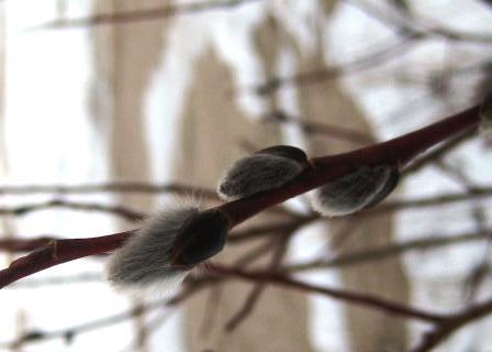 Pussy willows on the beach