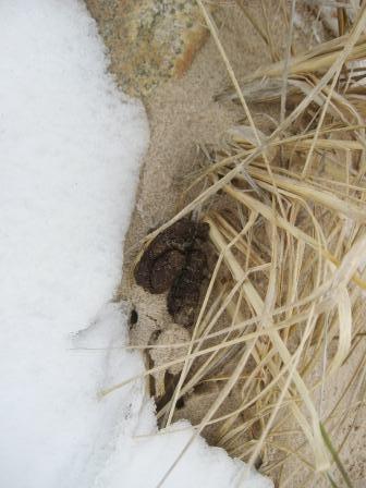 Goose scat on the beach