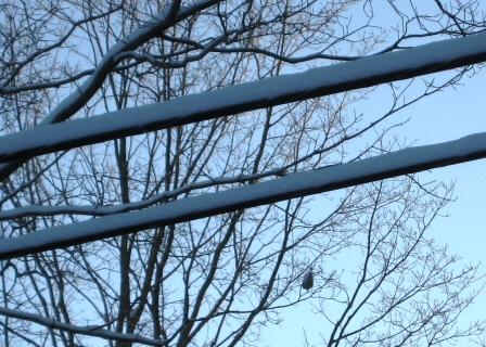 Power lines and Amazing Nest