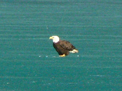 Chris Szejbach's eagle